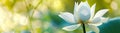 White lotus flower stands serene against a blurred green and yellow bokeh background, its petals glowing with a pure light Royalty Free Stock Photo