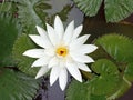 White lotus flower. Side view of white water lily blossom on a pool. Surrounding with green leaves background on the water.