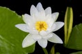 White lotus flower water lilly Royalty Free Stock Photo