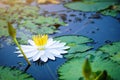 White Lotus Flower or water lily with green leaf in in pond with Beautiful sunlight and sunshine in the morning Royalty Free Stock Photo