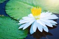 White Lotus Flower or water lily with green leaf in in pond with Beautiful sunlight and sunshine in the morning Royalty Free Stock Photo