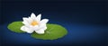 White lotus flower or water lily with leafs on dark blue background and space Royalty Free Stock Photo