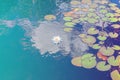 White Lotus Flower Or Water Lily. Lotus Leaves And Lotus Bud In A Pond