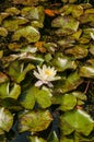 White Lotus Flower water lily Royalty Free Stock Photo