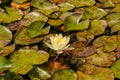 White Lotus Flower water lily Royalty Free Stock Photo