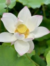 White lotus flower with yellow center among water lilies Royalty Free Stock Photo