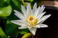 White lotus flower with yellow pollen at center Royalty Free Stock Photo