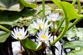 White Lotus flower yellow pollen with green leaves beautiful bloom in fish pond in front of house Royalty Free Stock Photo