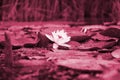 White lotus flower with yellow pollen on water surface Image toned in Viva Magenta, color of the 2023 year