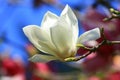 white Lotus-flowered Magnolia or Southern Magnolia or Loblolly Magnolia or Bull Bay or Large-flowered Magnolia flower Royalty Free Stock Photo