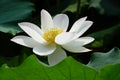 White lotus flower Royalty Free Stock Photo