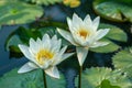 White Lotus Flowers Isolated, Water Lily, Tropical Lake Plant, White Lotus, Copy Space Royalty Free Stock Photo