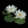 White Lotus Flowers Isolated, Water Lily, Tropical Lake Plant, White Lotus, Copy Space Royalty Free Stock Photo