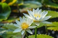 White Lotus Flowers Isolated, Water Lily, Tropical Lake Plant, White Lotus, Copy Space Royalty Free Stock Photo