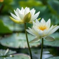 White Lotus Flowers Isolated, Water Lily, Tropical Lake Plant, White Lotus, Copy Space Royalty Free Stock Photo