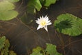 White lotus flowers leaf bloom in water Royalty Free Stock Photo