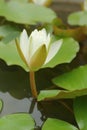 White lotus flowers in the nature