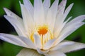 White lotus flowers with yellow pollen natural outdoor background Royalty Free Stock Photo