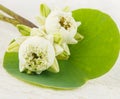 White lotus with fold petal on green leaf Royalty Free Stock Photo