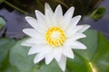 White lotus