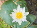 White lotus on green leaf Royalty Free Stock Photo