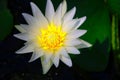 White lotus with green leaves on water Royalty Free Stock Photo