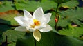 White lotus