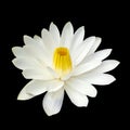 White lotus isolated on black background