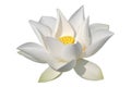 White lotus, isolated, clipping path included Royalty Free Stock Photo
