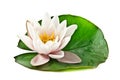 White lotus on leaf