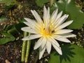 White lotus nature Insect pollination Royalty Free Stock Photo