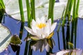 White lotus (Nymphaea alba) in blue water reflections
