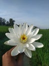 White lotus pady field Royalty Free Stock Photo