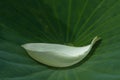 white lotus petal n lotus leaf Royalty Free Stock Photo