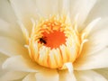 White lotus petals blooming in the morning. Royalty Free Stock Photo