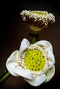 White lotus pods and pollen Royalty Free Stock Photo