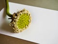 White lotus pods and pollen Royalty Free Stock Photo