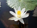 The white lotus in the pond