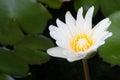 White lotus in the pond Horrizon Royalty Free Stock Photo