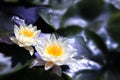 White Lotus on the River