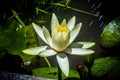 White Lotus under sunny rain.