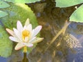 The white lotus is used for offering monks. Or used to decorate in a vase