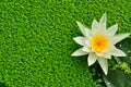 White lotus in the water has the background is green , Royalty Free Stock Photo