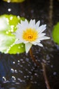 White lotus or water lily Royalty Free Stock Photo