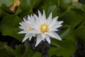 White lotus or water lily flower with rain drops. Royalty Free Stock Photo