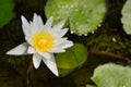 White lotus water lily flower bloom on pool Royalty Free Stock Photo