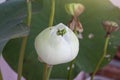 White Lotus Or Water Lily Flower Bud In Pond.