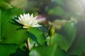 White lotus or water lily flower with green leaves background in pond. Royalty Free Stock Photo