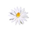 White lotus or water lily isolated on background , clipping path Royalty Free Stock Photo