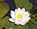 White lotus water lily in lake Royalty Free Stock Photo
